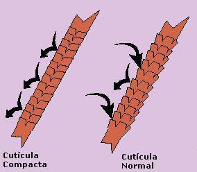 Las 3 cosas más importantes que debes saber sobre tu cabello. Para conocerlo y cuidarlo&nbsp;mejor.