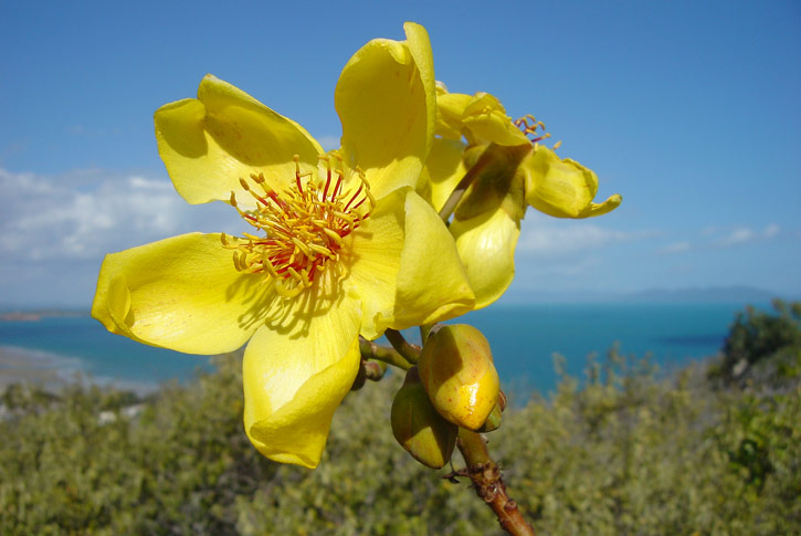 l Borututu | Diferencia entre manteca de karité blanca y amarilla