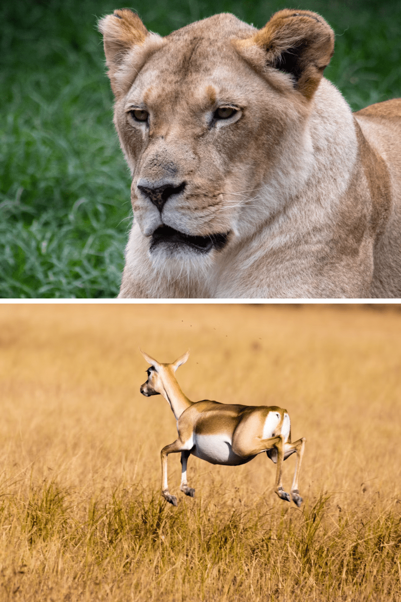  ¿Que eres, un león o una&nbsp;gacela?