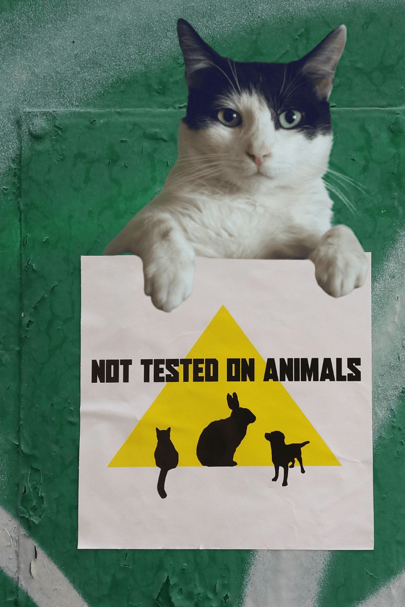 Maquillaje ético: 7 razones para abrazar la belleza sin crueldad&nbsp;animal